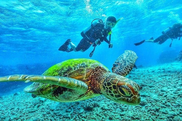 Two-Tank Scuba Dive in Montego Bay: Explore Coral Reefs & Marine Life photo 2