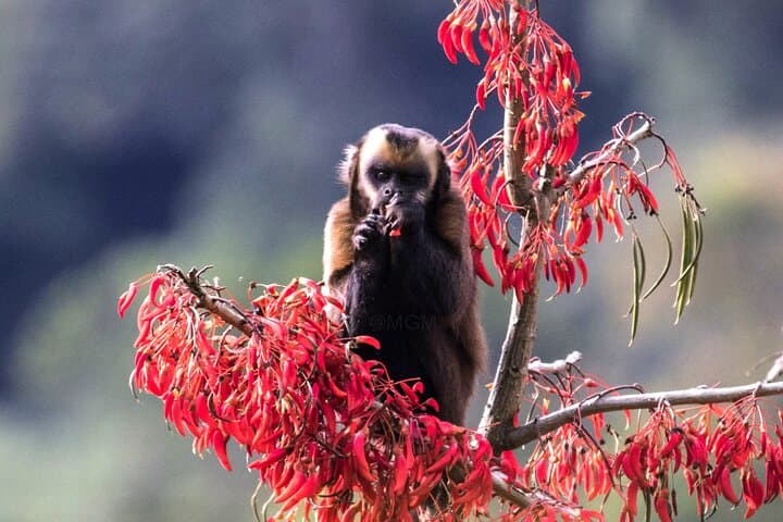 4-Day Manu National Park Jungle Expedition from Cusco photo 2