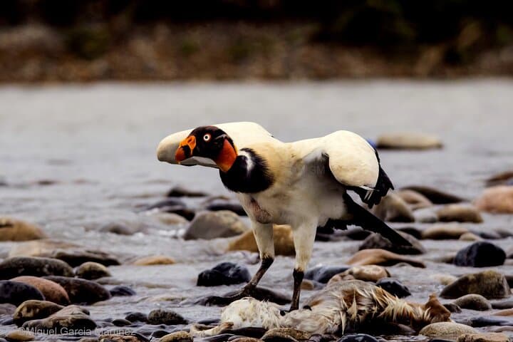 4-Day Manu National Park Jungle Expedition from Cusco photo 3