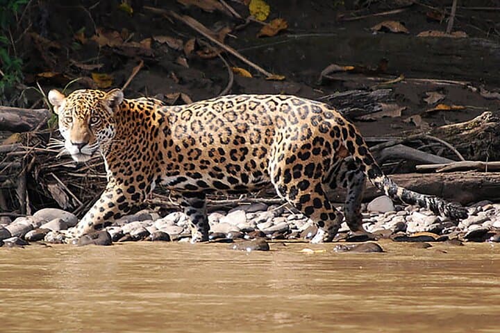 4-Day Manu National Park Jungle Expedition from Cusco photo 4