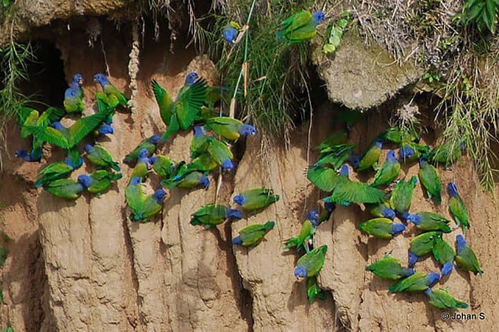 4-Day Manu National Park Jungle Expedition from Cusco photo 5