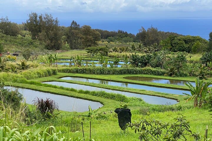 Waipio Horseback Ranch Ride — Mountain-to-Ocean Tour on the Hamakua Coast photo 3