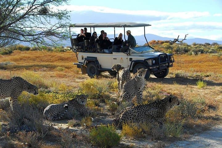 2-Day Inverdoorn Luxury Safari: Big 5 Game Drives from Cape Town photo 1