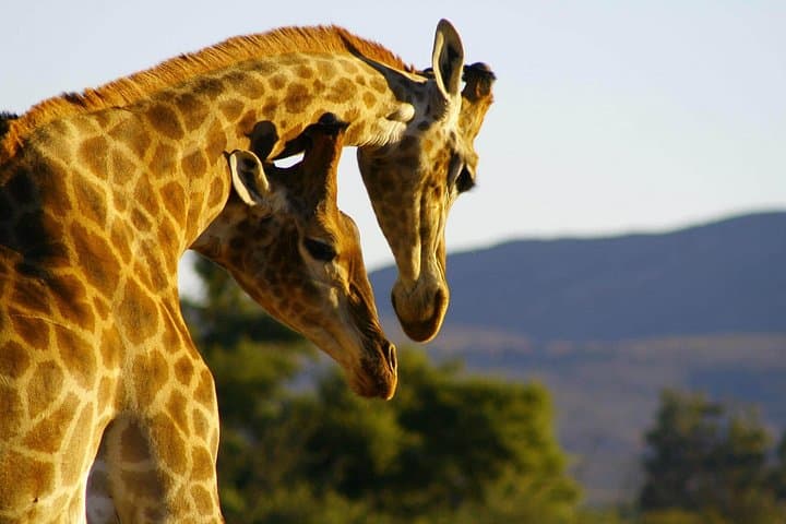 2-Day Inverdoorn Luxury Safari: Big 5 Game Drives from Cape Town photo 2