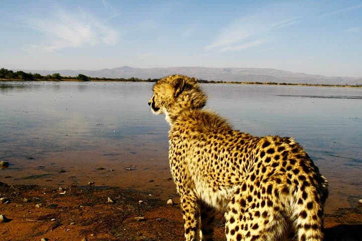 2-Day Inverdoorn Luxury Safari: Big 5 Game Drives from Cape Town photo 3