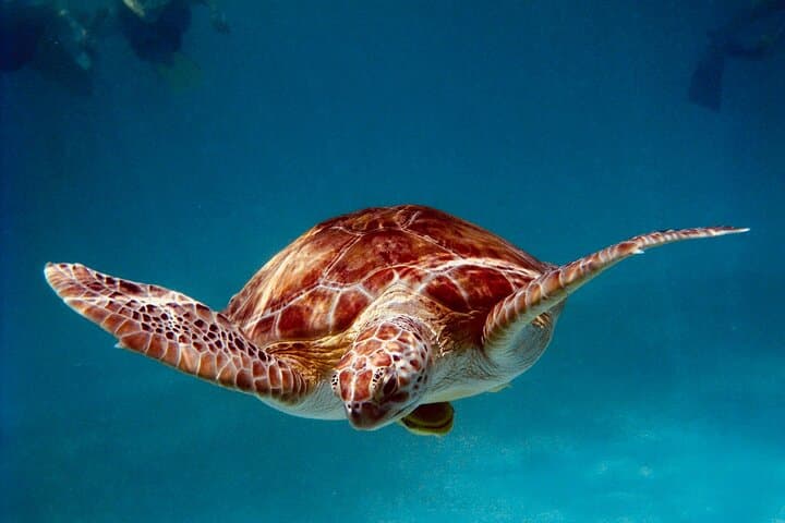 Akumal Sea Turtle Sanctuary and Cenotes Day Trip from Playa del Carmen photo 1