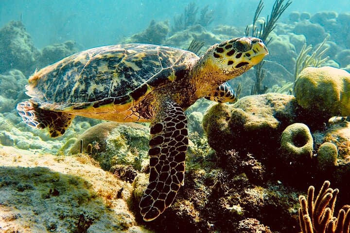 Akumal Sea Turtle Sanctuary and Cenotes Day Trip from Playa del Carmen photo 2