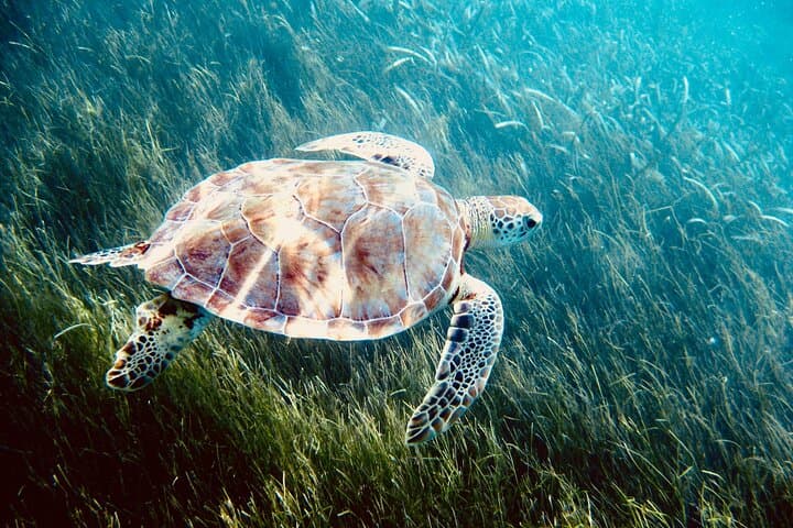Akumal Sea Turtle Sanctuary and Cenotes Day Trip from Playa del Carmen photo 3