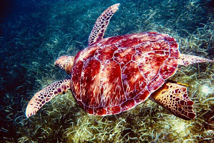 Akumal Sea Turtle Sanctuary and Cenotes Day Trip from Playa del Carmen photo 4