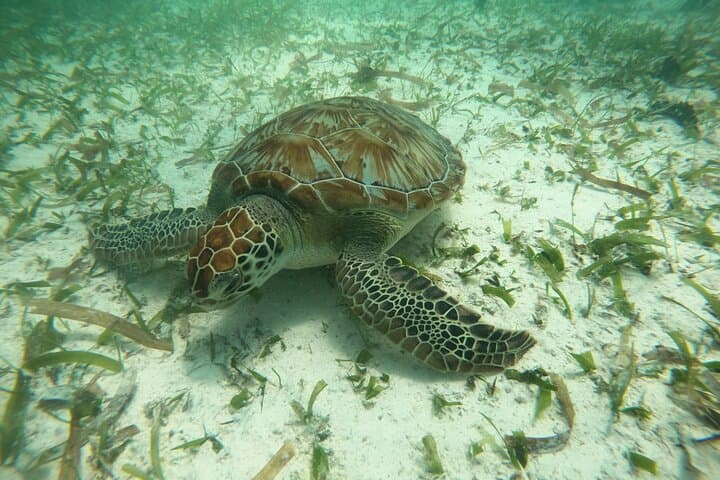 Costa Maya Snorkel with Turtles: Mahahual Reef Tour photo 6