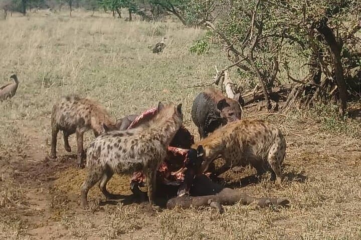 4-Day Elephant Safari in Tanzania: Serengeti & Ngorongoro Sustainable Wildlife Experience photo 6