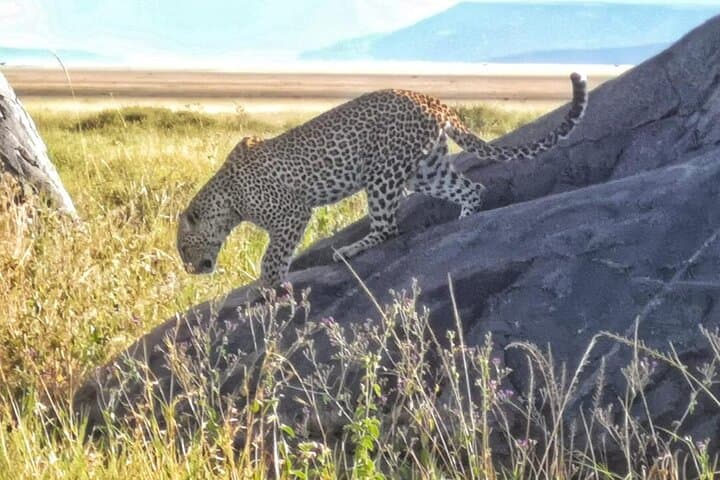 4-Day Elephant Safari in Tanzania: Serengeti & Ngorongoro Sustainable Wildlife Experience photo 5