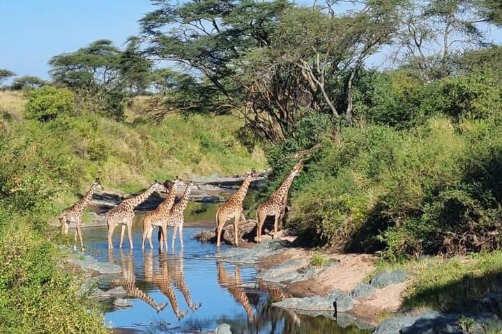 4-Day Elephant Safari in Tanzania: Serengeti & Ngorongoro Sustainable Wildlife Experience photo 3