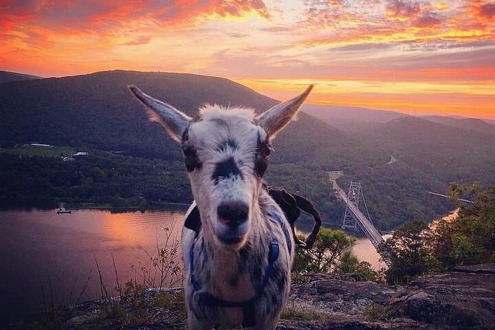 Goat Hiking and Beaver-Dam Picnic Near Quebec City: Pack-Goat Forest Walk photo 4