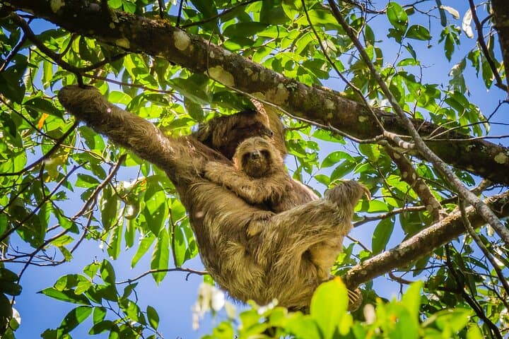 Costa Rica Playas de Encanto: 10-Night Beaches, Rainforest & Volcano Circuit photo 6