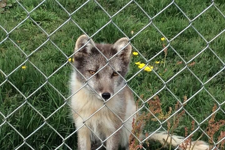 Westfjords Private Waterfall Tour: Dynjandi, Valagil, Arctic Fox & Chocolate Making photo 3
