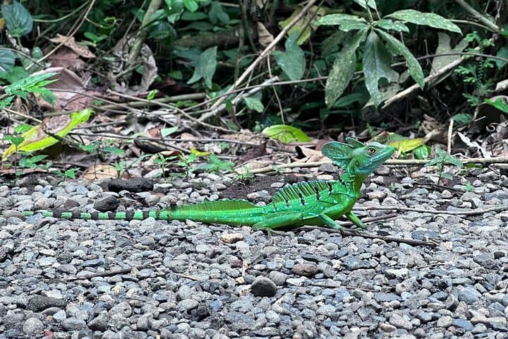 Bogarin Trail Sloth Guided Tour – La Fortuna Rainforest Walk & Wildlife Viewing photo 5