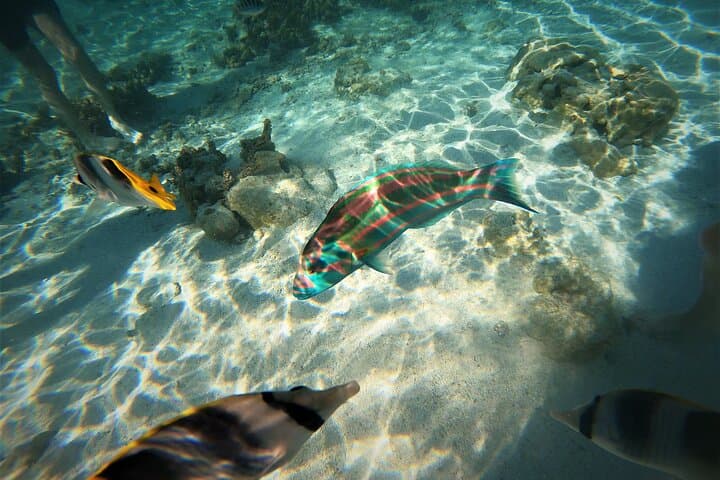 Raiatea–Tahaa Coral Garden Snorkel Cruise with Pearl Farm Visit photo 1