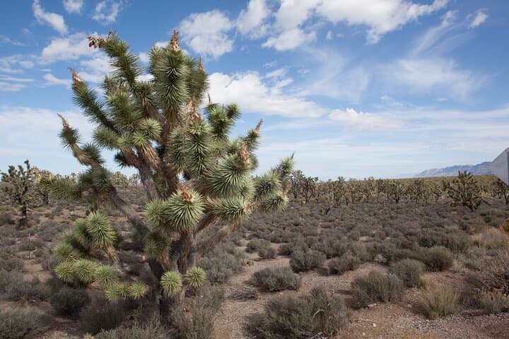 Grand Canyon West Day Tour from Las Vegas — Spanish Guide to Hoover Dam & Eagle Point photo 4