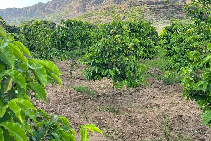 Abha Coffee Plantation & Black Mountain Off‑Road Day Tour