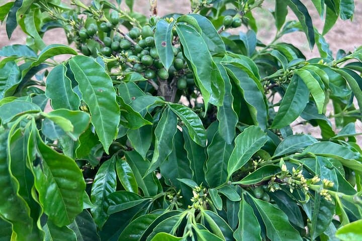 Abha Coffee Plantation & Black Mountain Off‑Road Day Tour photo 2