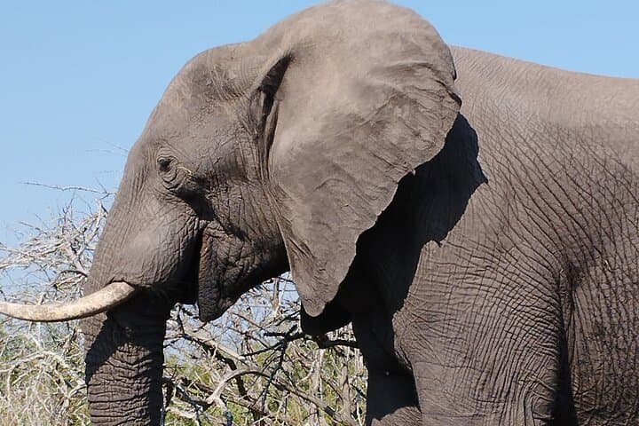 Full-Day Kruger Safari: Open-Vehicle Game Drive from Hazyview