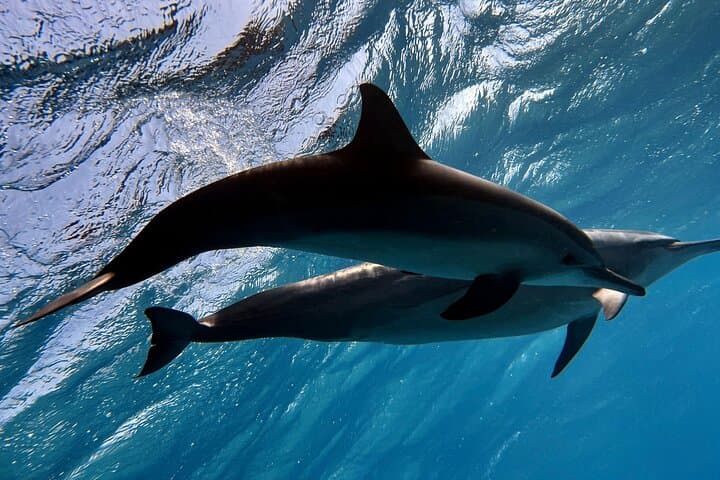 Snorkel with Wild Dolphins at Sha'ab Samadai (Dolphin House) — Marsa Alam Full-Day Trip