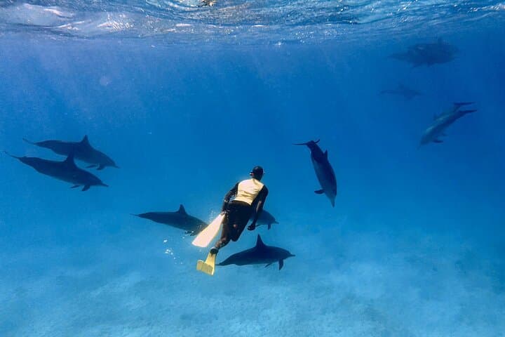 Snorkel with Wild Dolphins at Sha'ab Samadai (Dolphin House) — Marsa Alam Full-Day Trip photo 2