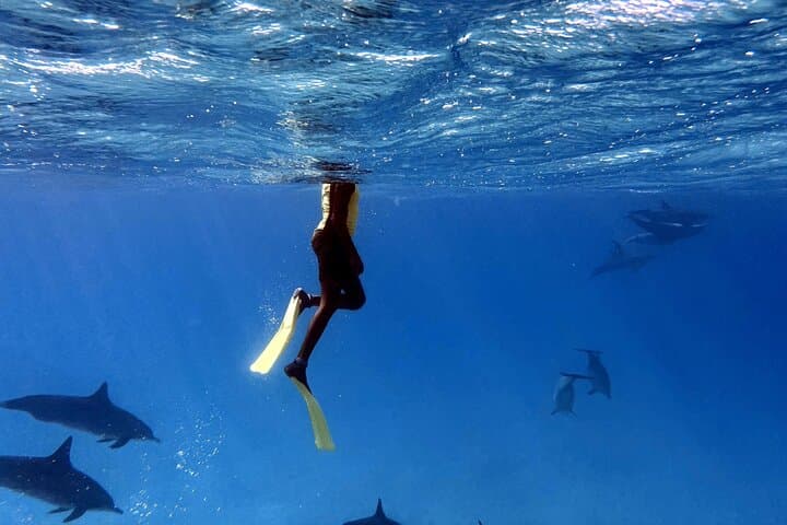 Snorkel with Wild Dolphins at Sha'ab Samadai (Dolphin House) — Marsa Alam Full-Day Trip photo 3