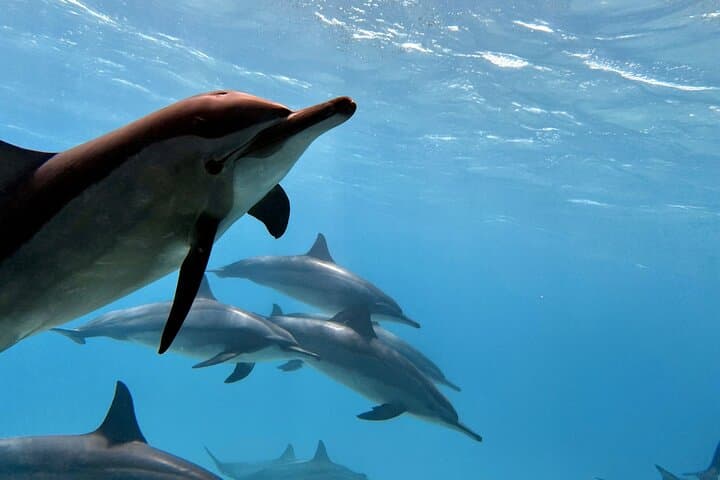 Snorkel with Wild Dolphins at Sha'ab Samadai (Dolphin House) — Marsa Alam Full-Day Trip photo 4