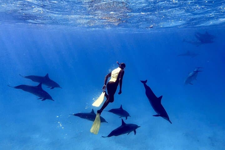 Snorkel with Wild Dolphins at Sha'ab Samadai (Dolphin House) — Marsa Alam Full-Day Trip photo 5