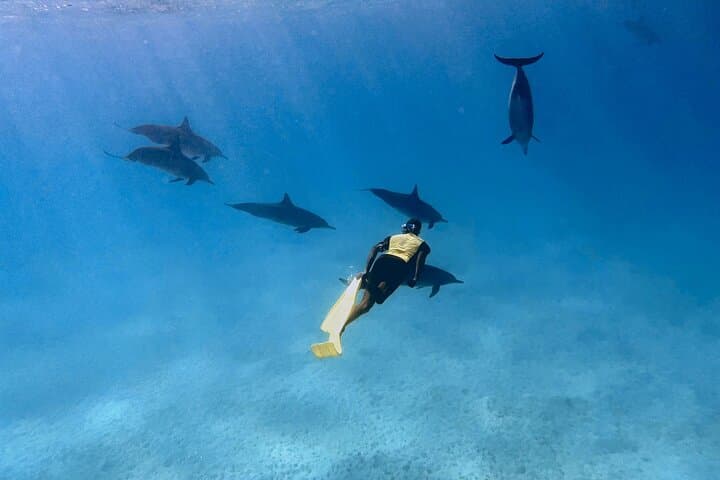 Snorkel with Wild Dolphins at Sha'ab Samadai (Dolphin House) — Marsa Alam Full-Day Trip photo 6