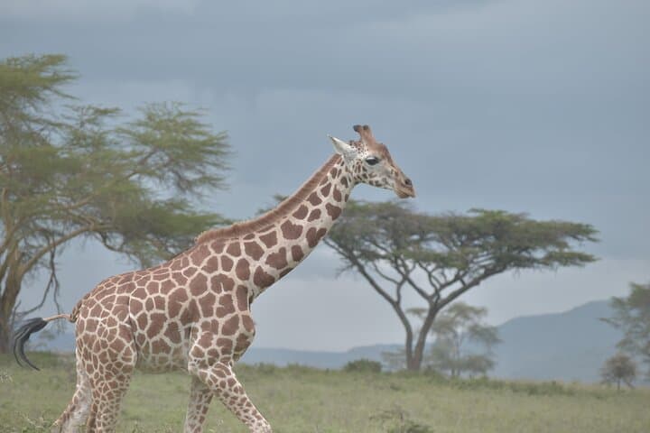 8-Day Masai Mara to Mombasa Safari: Multi-Park Wildlife Tour with Boat Ride photo 5