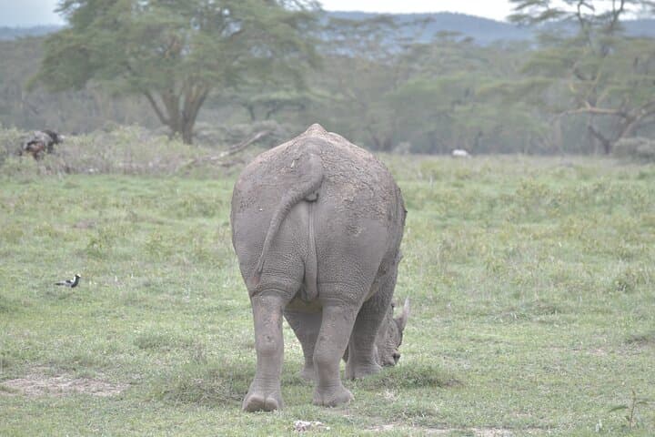 8-Day Masai Mara to Mombasa Safari: Multi-Park Wildlife Tour with Boat Ride photo 6