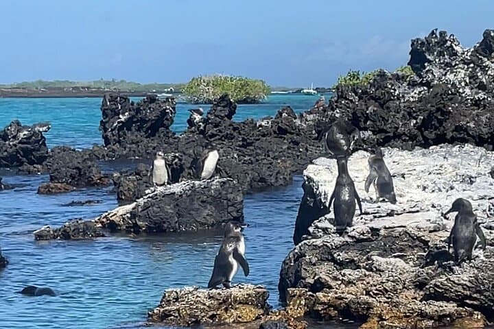 Isabela Island Snorkel & Wildlife Day Trip — Penguins, Tortoises & Flamingos