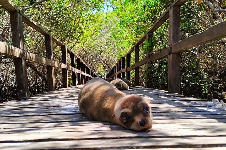 Isabela Island Snorkel & Wildlife Day Trip — Penguins, Tortoises & Flamingos photo 4