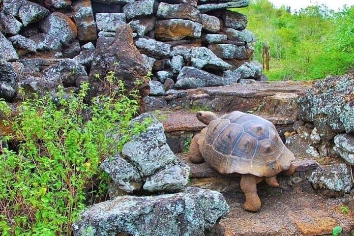Isabela Island Snorkel & Wildlife Day Trip — Penguins, Tortoises & Flamingos photo 6