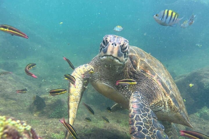 Isabela Island Snorkel & Wildlife Day Trip — Penguins, Tortoises & Flamingos photo 2