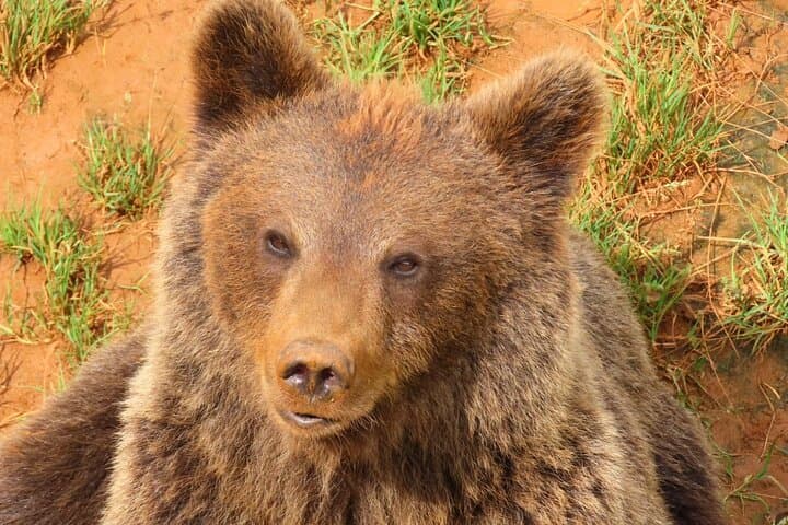 Cabárceno Natural Park Guided Visit from Santander — Drive-Through Wildlife & Live Demonstrations photo 4