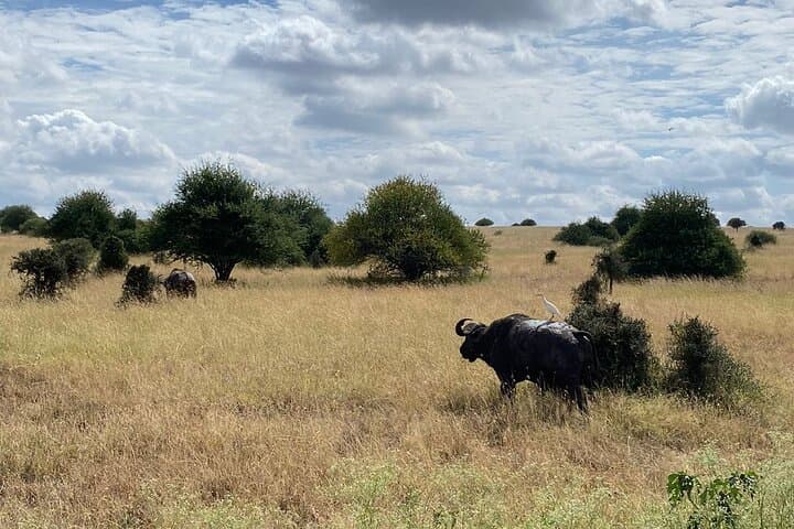 Inside Nairobi’s Dynamic Circuit: A Private Guided Safari and Cultural Expedition photo 3