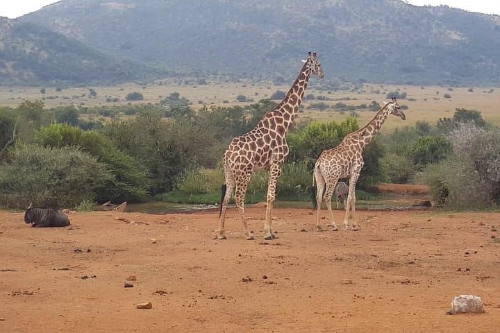 Full-Day Pilanesberg Safari: Big Five Game Drive in a Volcanic Crater photo 1