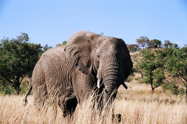 Full-Day Pilanesberg Safari: Big Five Game Drive in a Volcanic Crater photo 2