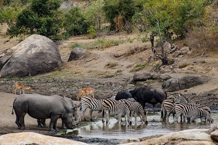 Full-Day Pilanesberg Safari: Big Five Game Drive in a Volcanic Crater photo 3