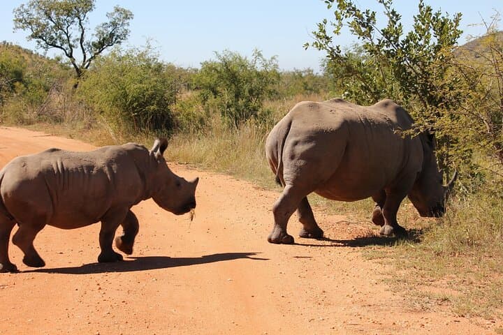 Rhino and Lion Nature Reserve Safari: Open Truck Game Drive Near Johannesburg