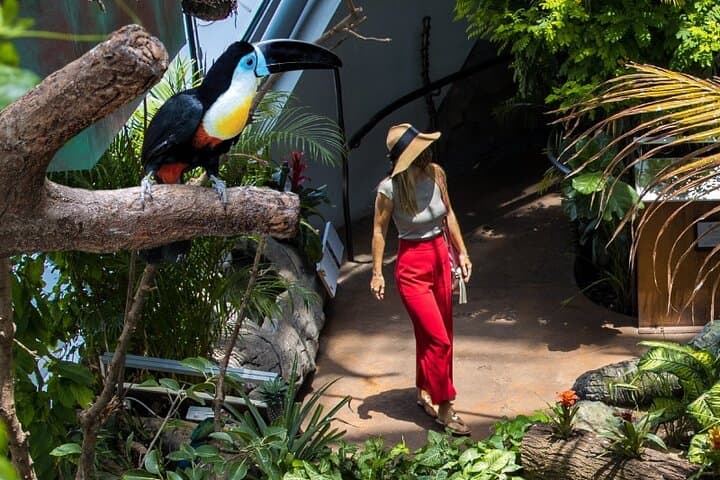 Inside The Green Planet Dubai: Tropical Bio-Dome Experience at City Walk