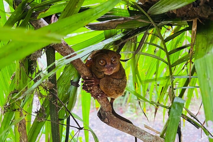 Bohol Day Tour from Cebu: Chocolate Hills, Tarsier Encounters & Loboc River Cruise photo 1