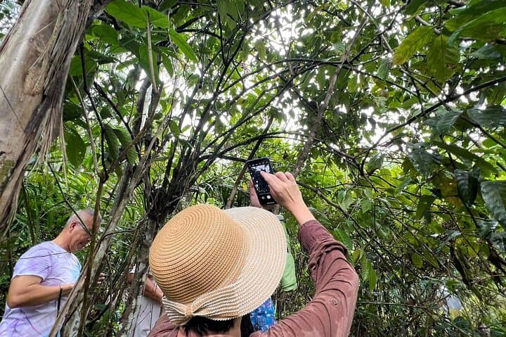 Bohol Day Tour from Cebu: Chocolate Hills, Tarsier Encounters & Loboc River Cruise photo 4