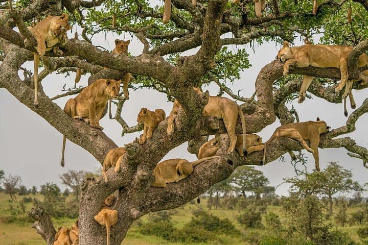 6-Day Mara River Wildebeest Migration Safari in the Northern Serengeti photo 2