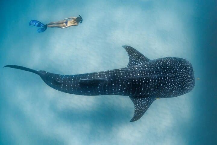 Discover Baa Atoll: 4 Nights in Dharavandhoo with Hanifaru Bay Manta & Whale Shark Snorkel photo 4