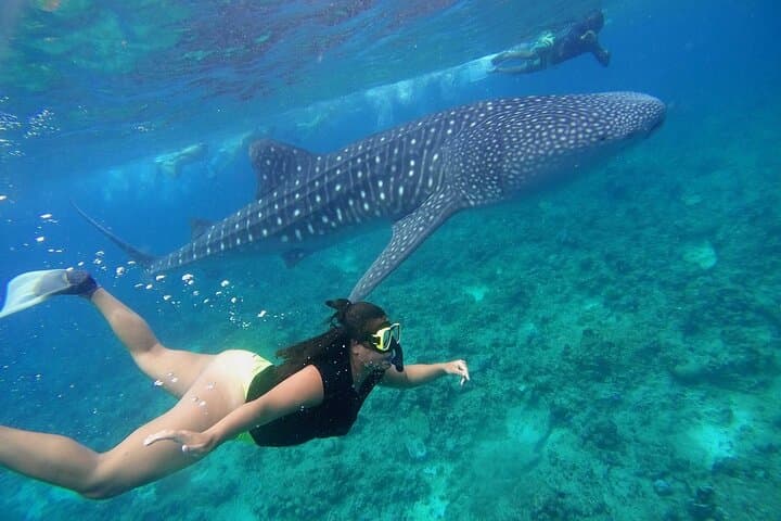 Discover Baa Atoll: 4 Nights in Dharavandhoo with Hanifaru Bay Manta & Whale Shark Snorkel photo 3